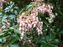 Pieris pink 